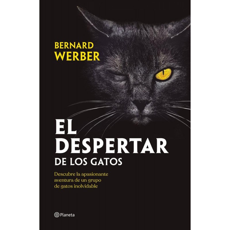 El despertar de los gatos El despertar de los gatos